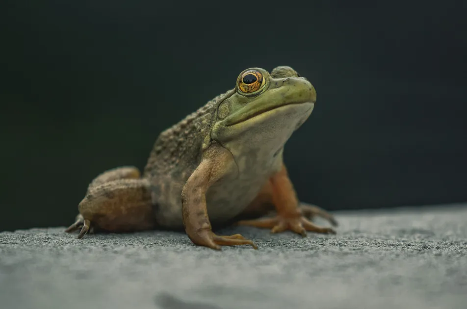 Like a Frog in Boiling Water 🐸