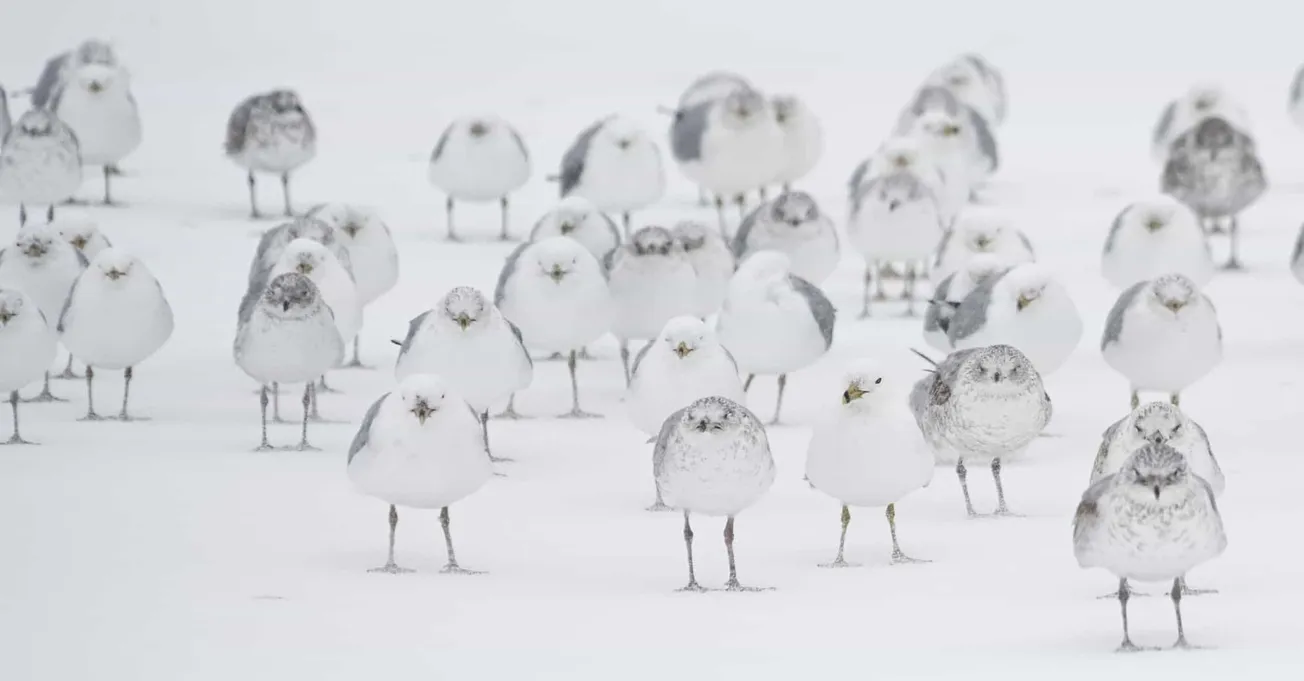 Flock of snow-covered seagulls standing on white snow-covered ground in winter outdoor setting.