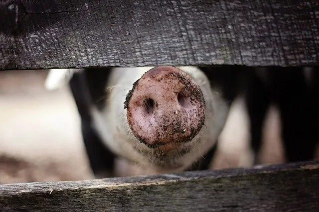 Snout of a pig peeking through a wooden fence, showing farm animal photography with rustic wooden textures and animal portrai