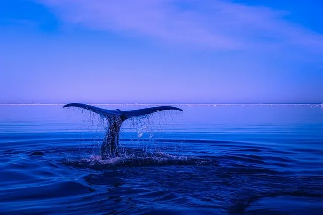 A whale's tail emerging from calm ocean waters during daylight.