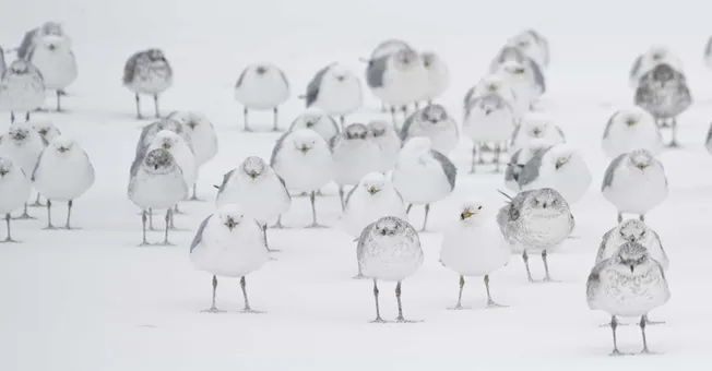 Flock of snow-covered seagulls standing on white snow-covered ground in winter outdoor setting.