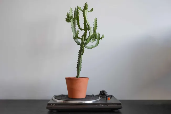 Cactus in terracotta pot on vintage turntable, minimalist decor, art installation, creative display with musical turntable, i
