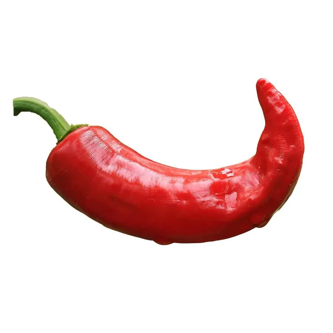 Red chili pepper with a curved shape and vibrant color, isolated on white background, ideal for food, spice, and culinary con