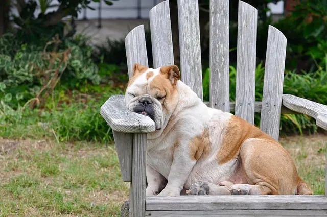 Crispy bulldog sleeping on wooden bench in garden, relaxed and peaceful pet relaxation, adorable dog lounging outdoors, cute