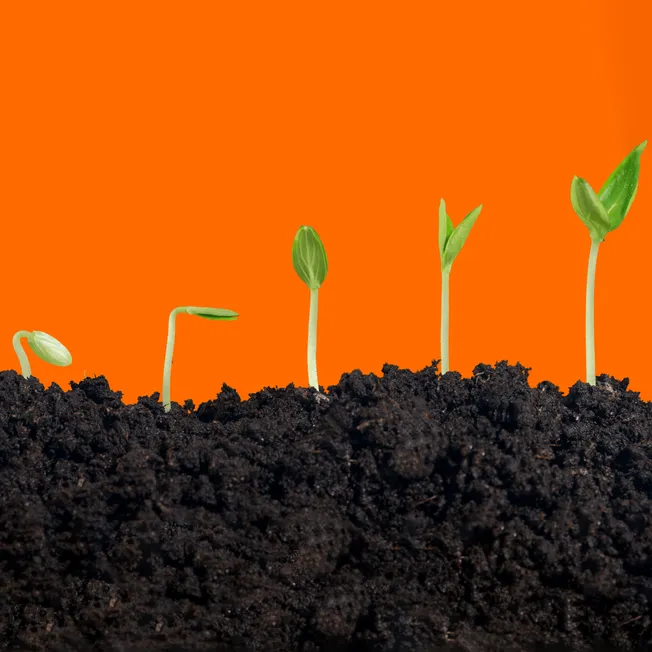 Sprouting seeds growing in soil symbolizing growth and development, with vibrant orange background.