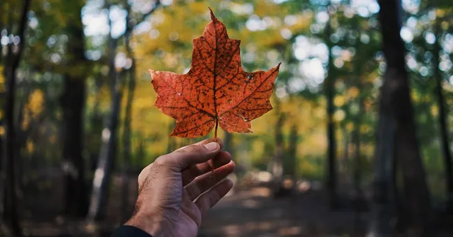A vibrant orange autumn leaf held up against a blurred background of trees and fall foliage in a forest.