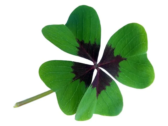 Green shamrock leaf with dark purple markings, isolated on white background, symbolic of luck and Irish heritage, close-up of