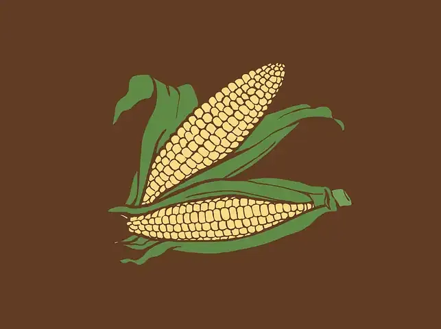 Corn on the cob illustration with green husks against a brown background, minimalist art style.