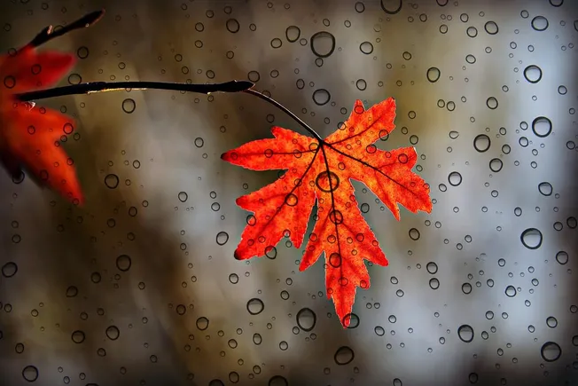 Red maple leaf with water droplets on glass, autumn weather, rainy day, nature, fall foliage, macro image, vibrant fall color